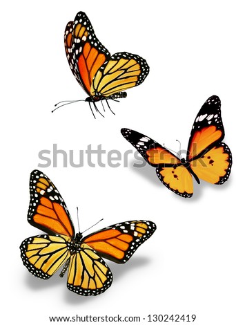 Three orange butterflies, isolated on white