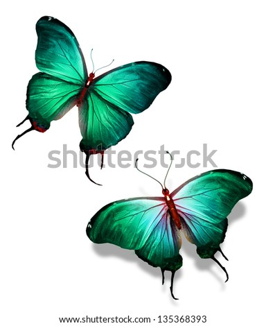 Two color butterflies, isolated on white background, concept of meeting