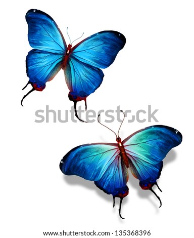 Two blue butterflies, isolated on white background, concept of meeting