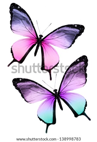 Two color butterflies on white background