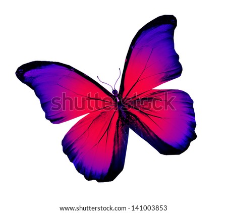 Color butterfly, isolated on white