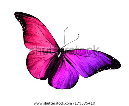 Color butterfly, isolated on white background