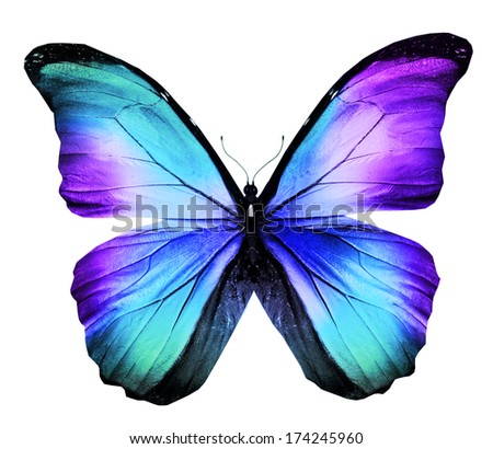 Morpho colorful butterfly , isolated on white