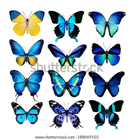 Many different butterflies, isolated on white background
