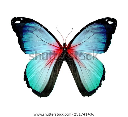 Color butterfly , isolated on white