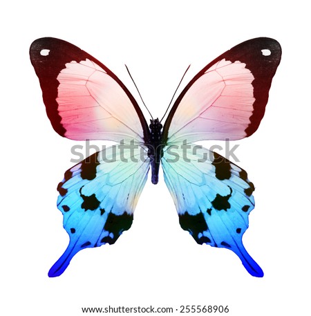 Color tropical butterfly isolated on white Color tropical butterfly isolated on white