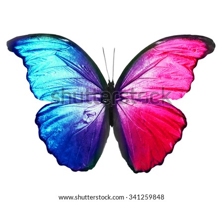 Color butterfly , isolated on white