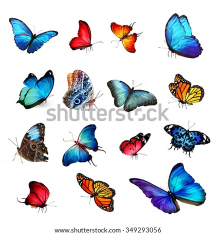 Many different butterflies flying, isolated on white background