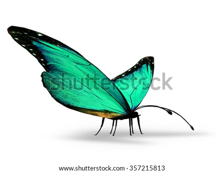 Turquoise butterfly on white background