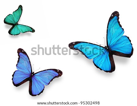 Three butterflies \