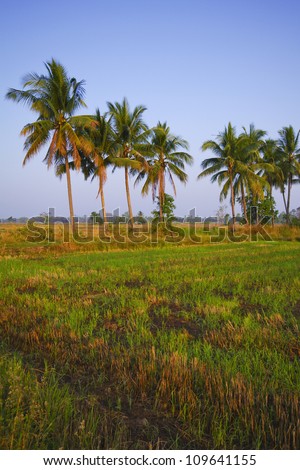 Rice field in early stage at Chiang Mai, Thailand. Coconut tree at background.