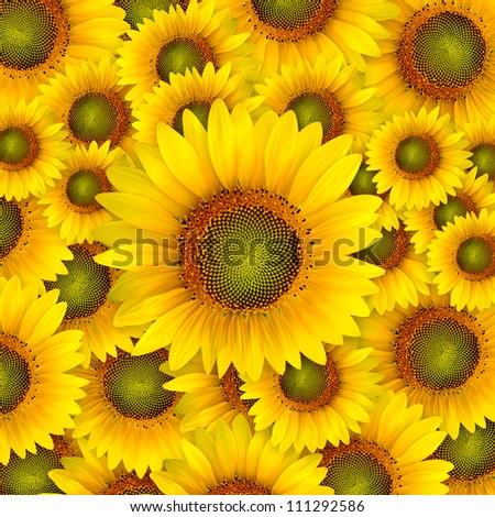 beautiful yellow Sunflower petals closeup patterns background