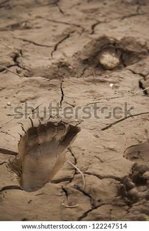 Footprint on soil