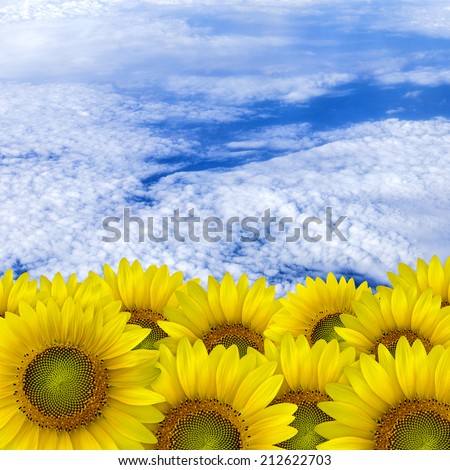 beautiful yellow Sunflower petals closeup with space text sky background