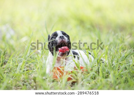 Puppy french bulldog on green field backyard.