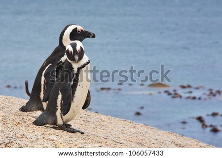 Pair of African penguins (Spheniscus demersus), Simon\'s Town, Western Cape, South Africa