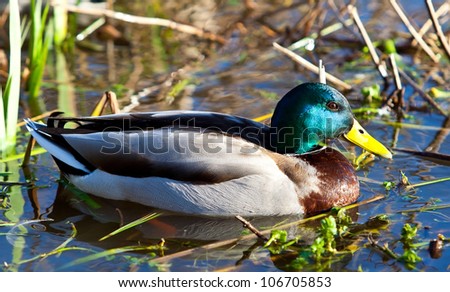 Beautiful male Mallard drake duck swimming on a pond