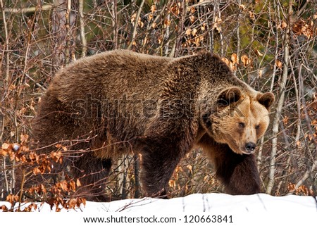 Brown Bear (Ursus arctos) in the Bayerischer Wald National Park, Bayern, Germany
