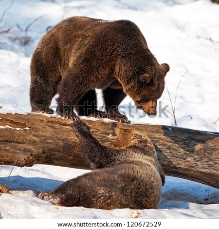 Brown Bears (Ursus arctos) in the Bayerischer Wald National Park, Bayern, Germany
