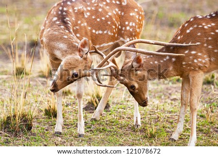 Chital or cheetal deers (Axis axis), also known as spotted deer or axis deer in the Bandhavgarh National Park in India. Bandhavgarh is located in Madhya Pradesh.