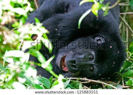 One of the most endangered animals, a great Mountain Gorilla, in the Bwindi National Park in Uganda.
