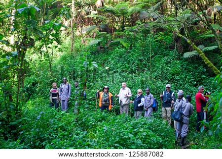 Bwindi, Uganda - October 22: Tourists Looking For Mountain Gorillas On October 22, 2012 In The Bwindi National Park, Uganda. The Bwindi National Park Is The Most Famous Tourist Attraction In Uganda.