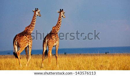 Giraffe Over The Background Of A Deep Blue Stormy African Sky On The Masai Mara National Reserve - Kenya