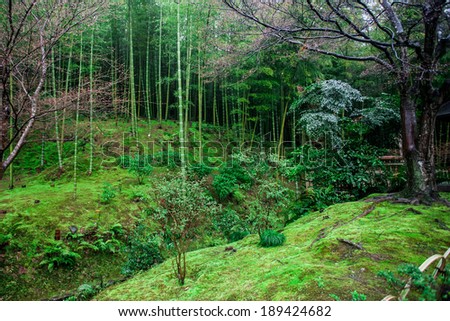 Bamboo forest in the Zen Garden of the Tenryu-ji Temple in Arashiyama, Kyoto, Japan