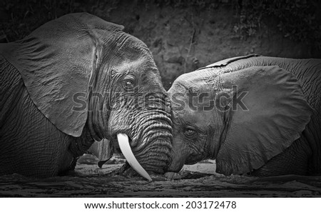 Vintage style black and white image of young male African elephants in the Kazinga Channel in Queen Elizabeth National Park, Uganda, East-Africa