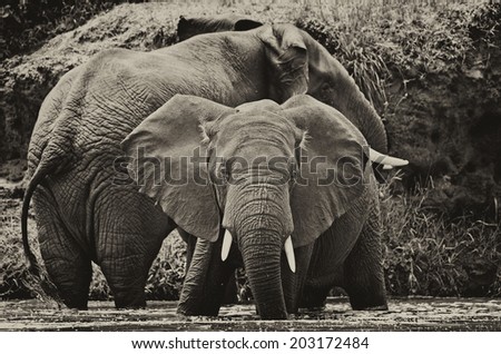 Vintage style black and white image of young male African elephants in the Kazinga Channel in Queen Elizabeth National Park, Uganda, East-Africa
