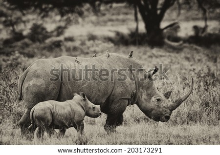 Black and white image of a White rhinoceros (Ceratotherium simum) with her baby in Lake Nakuru National Park, Kenya. The white rhinoceros is one of the five species of rhinoceros that still exist.