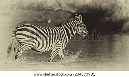 Vintage style black and white image of a Zebra in Lake Nakuru National Park in Kenya, Africa