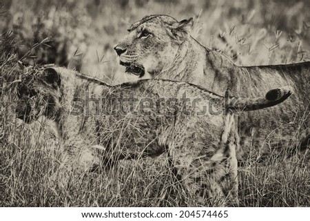 Vintage style black and white image of African Lions in the Lake Nakuru National Park, Kenya
