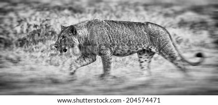 Vintage style black and white image of an African Lion in the Lake Nakuru National Park, Kenya