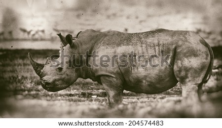 Vintage style black and white image of a White rhinoceros or (Ceratotherium simum) in Lake Nakuru National Park, Kenya. The white rhinoceros is one of the five species of rhinoceros that still exist.