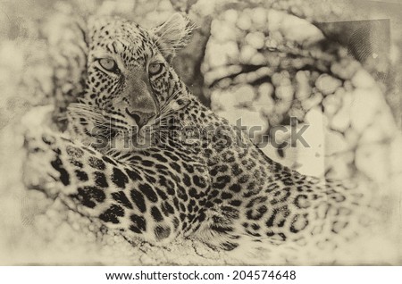 Vintage style black and white image of a Wild leopard lying in wait atop a tree in Masai Mara, Kenya, Africa