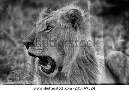 Vintage style black and white image of a Male African Lion in the Maasai Mara National Park, Kenya