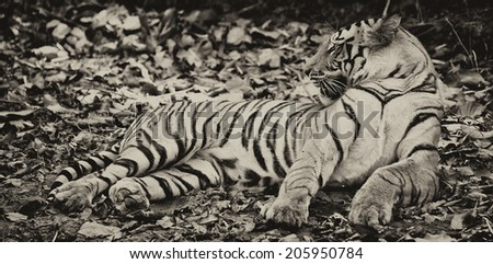Vintage style black and white image of a large male Bengal tiger in Bandhavgarh National Park, India
