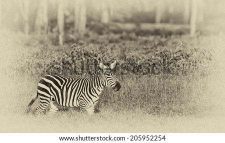 Vintage style black and white image of a Zebra in the Lake Nakuru National Park in Kenya, Africa