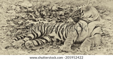 Vintage style black and white image of a large male Bengal tiger in Bandhavgarh National Park, India