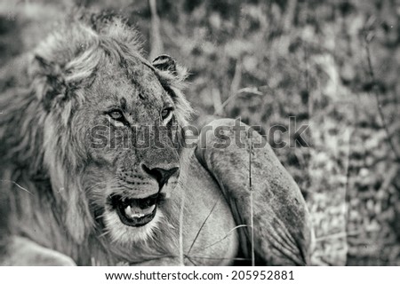 Vintage style black and white image of a Male African Lion in the Maasai Mara National Park, Kenya