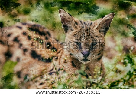 Vintage style image of a Serval, the African cat