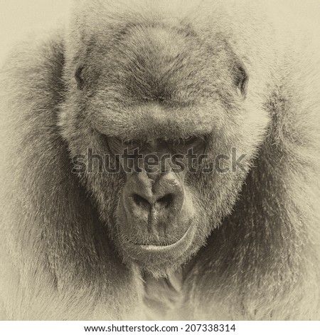 Vintage style black and white one of the most endangered animals, a great silverback Lowland Gorilla