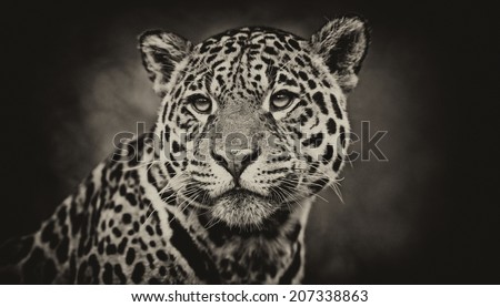 Vintage style black and white image of a Jaguar - Panthera onca