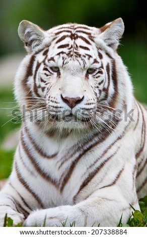 White Bengal Tiger. The white tiger is a recessive mutant of the Bengal tiger, which was reported in the wild from time to time in Assam, Bengal, Bihar and especially from the former State of Rewa.