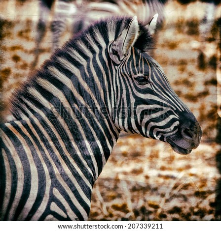 Vintage style image of a Zebra in Kruger National Park, South Africa