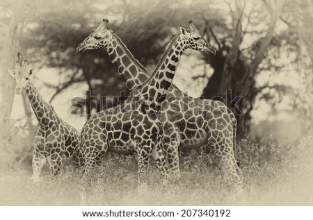 Vintage style black and white image of Rotschild\'s giraffes (Camelopardis Rotschildi) in Lake Nakuru National Park, Kenya