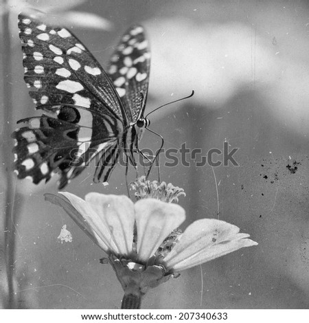 Vintage style black and white image of a beautiful butterfly rests on a flower in the Lake Manyara National Park, Tanzania