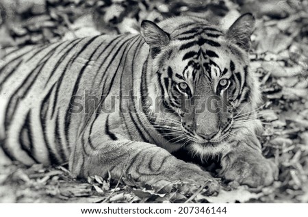 Vintage style black and white image of a Large male Bengal tiger in Bandhavgarh National Park, India