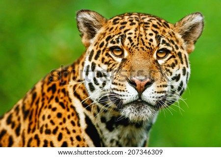 Jaguar - Panthera onca. The jaguar is the third-largest feline after the tiger and the lion, and the largest in the Western Hemisphere.